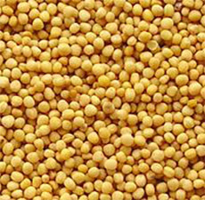 MUSTARD SEED WHOLE YELLOW